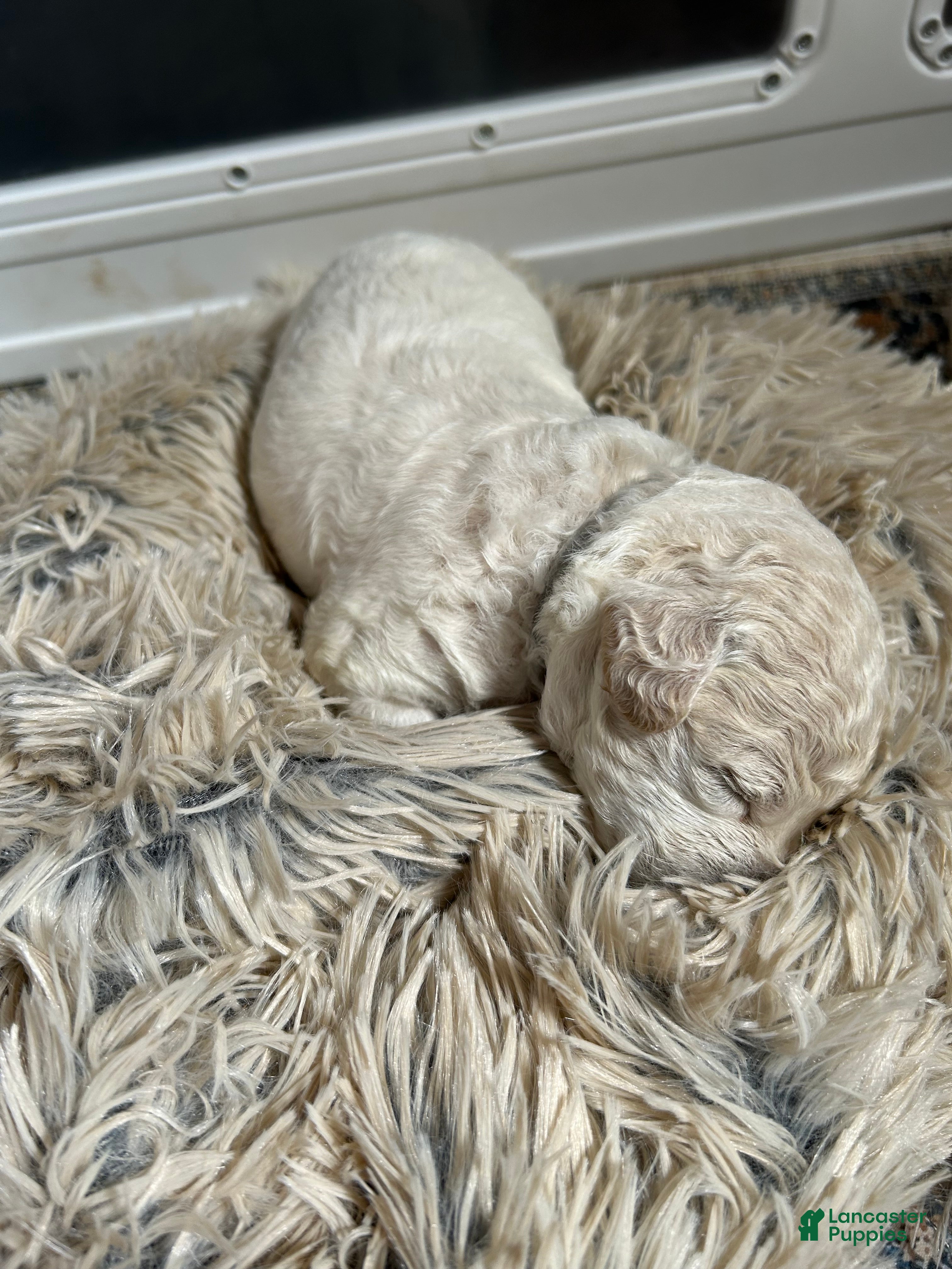 Mixed Breed dogs  2 - Ad 2