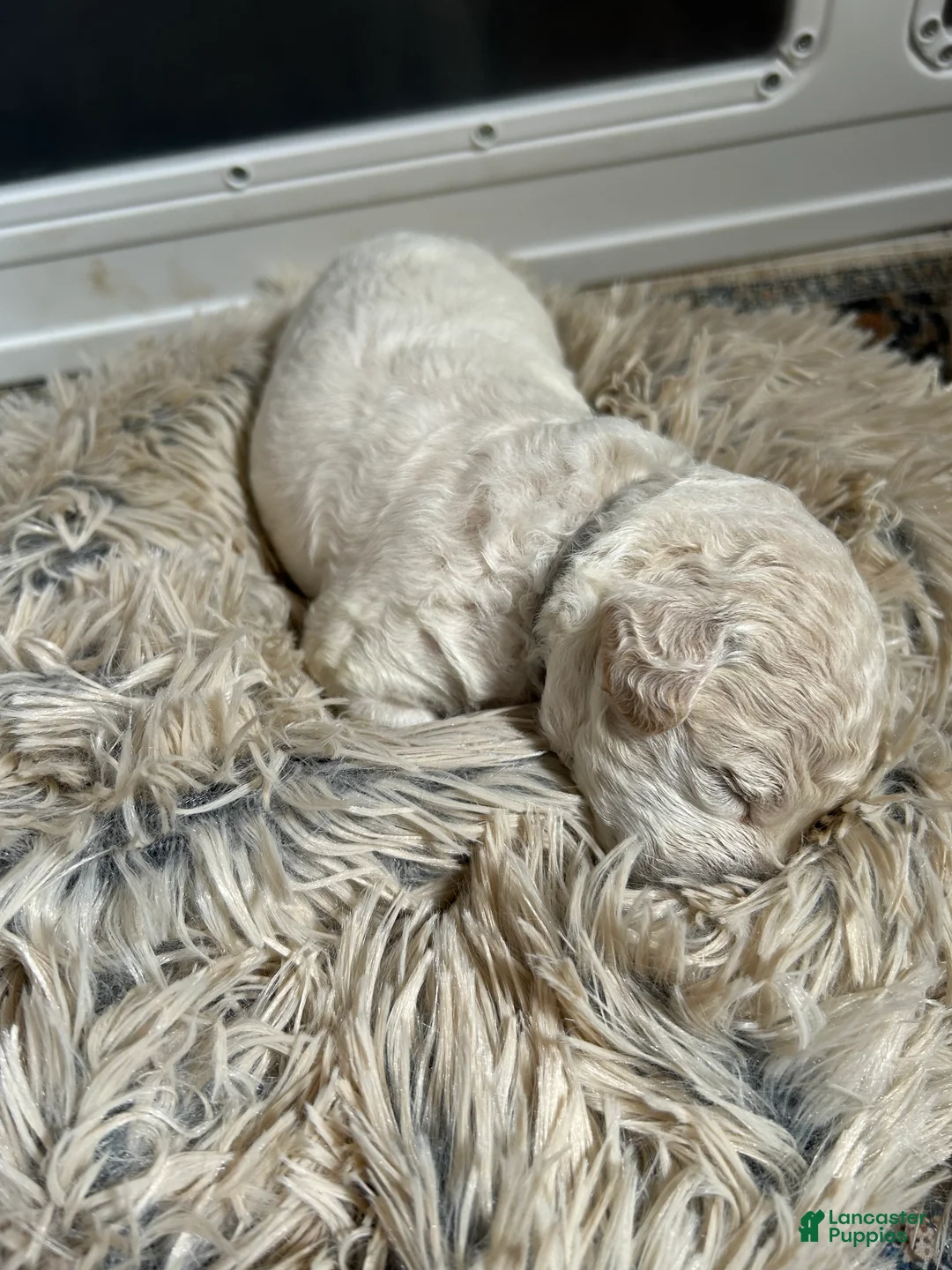Mixed Breed dogs for sale:  2 - Ad 2