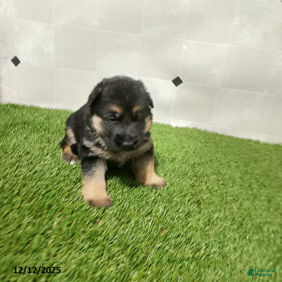 German Shepherd dogs for sale: Aspen - Ad 3
