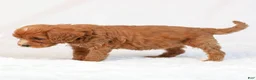 Mini Goldendoodle dogs for sale: Kiki - Ad 4