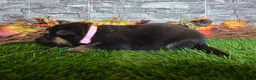 German Shepherd dogs for sale: German Shepherd 7 - Ad 1