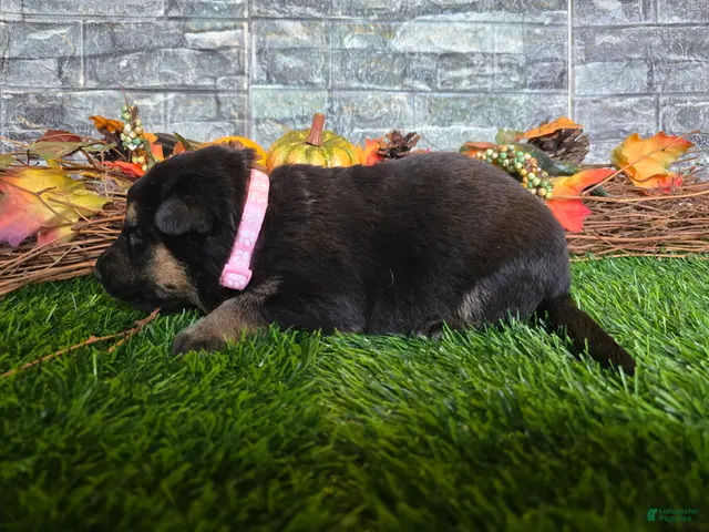 German Shepherd dogs for sale: German Shepherd 7 - Ad 1
