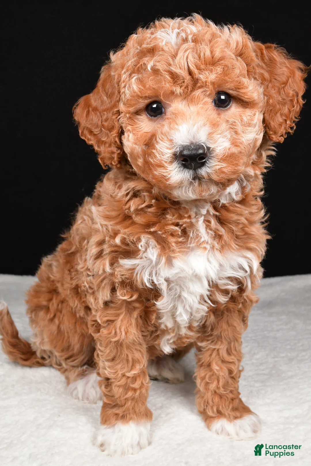 Mini Goldendoodle dogs for sale: Sophia - Ad 1