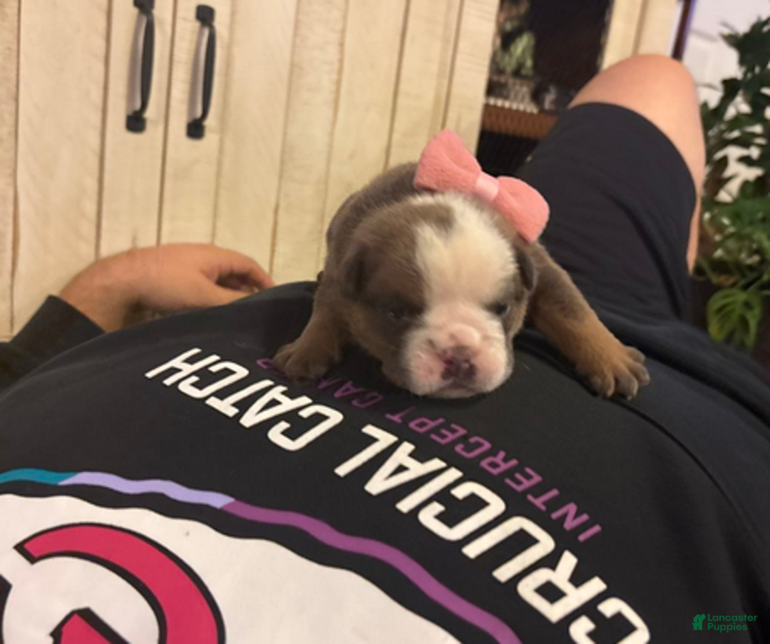 English Bulldog dogs for sale: Jenny - Ad 2