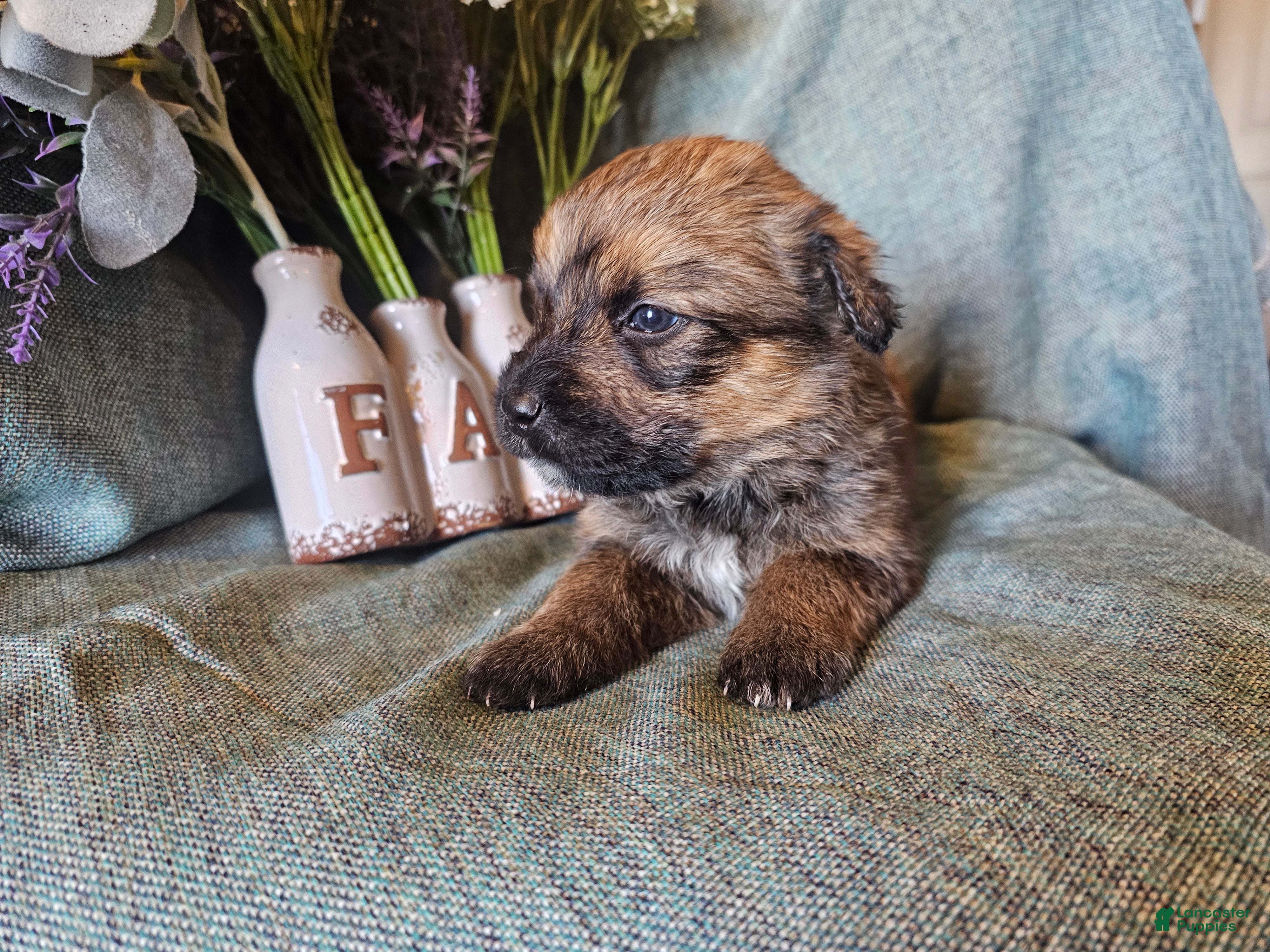 Mixed Breed dogs Maple - Ad 2