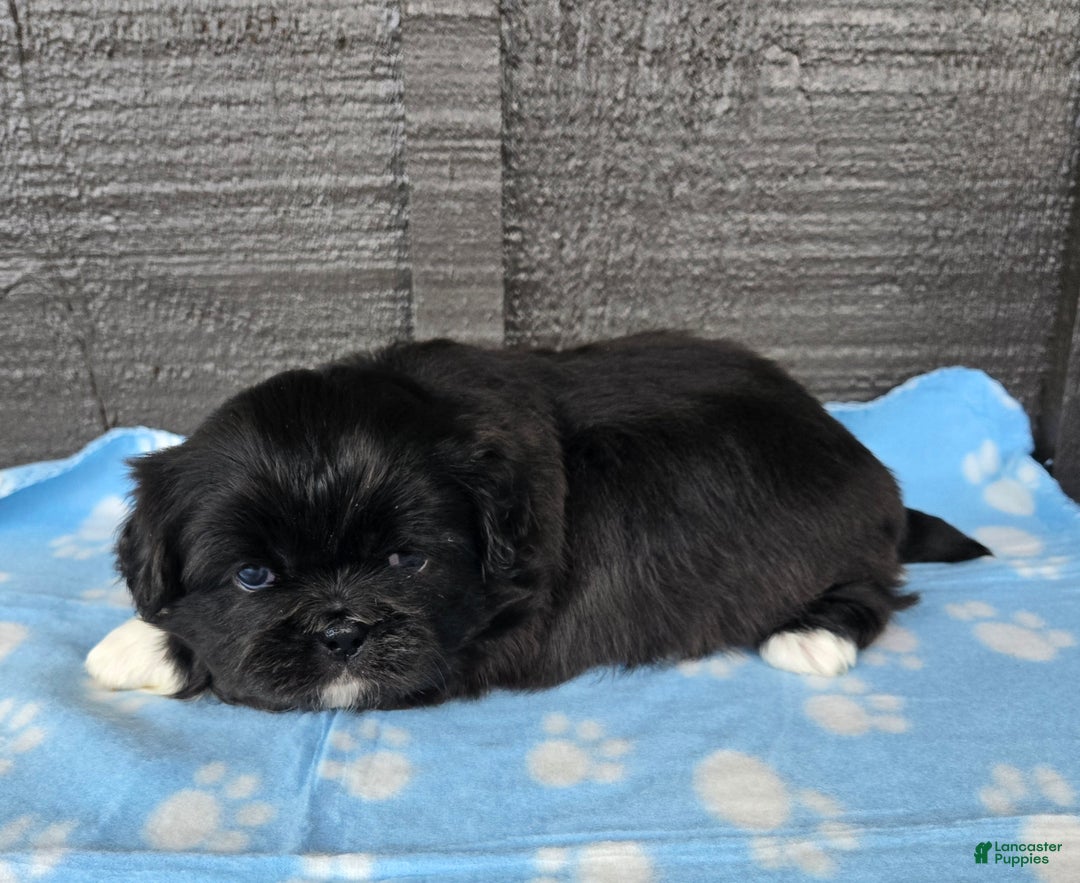 Pekingese dogs for sale: Lurch - Ad 2