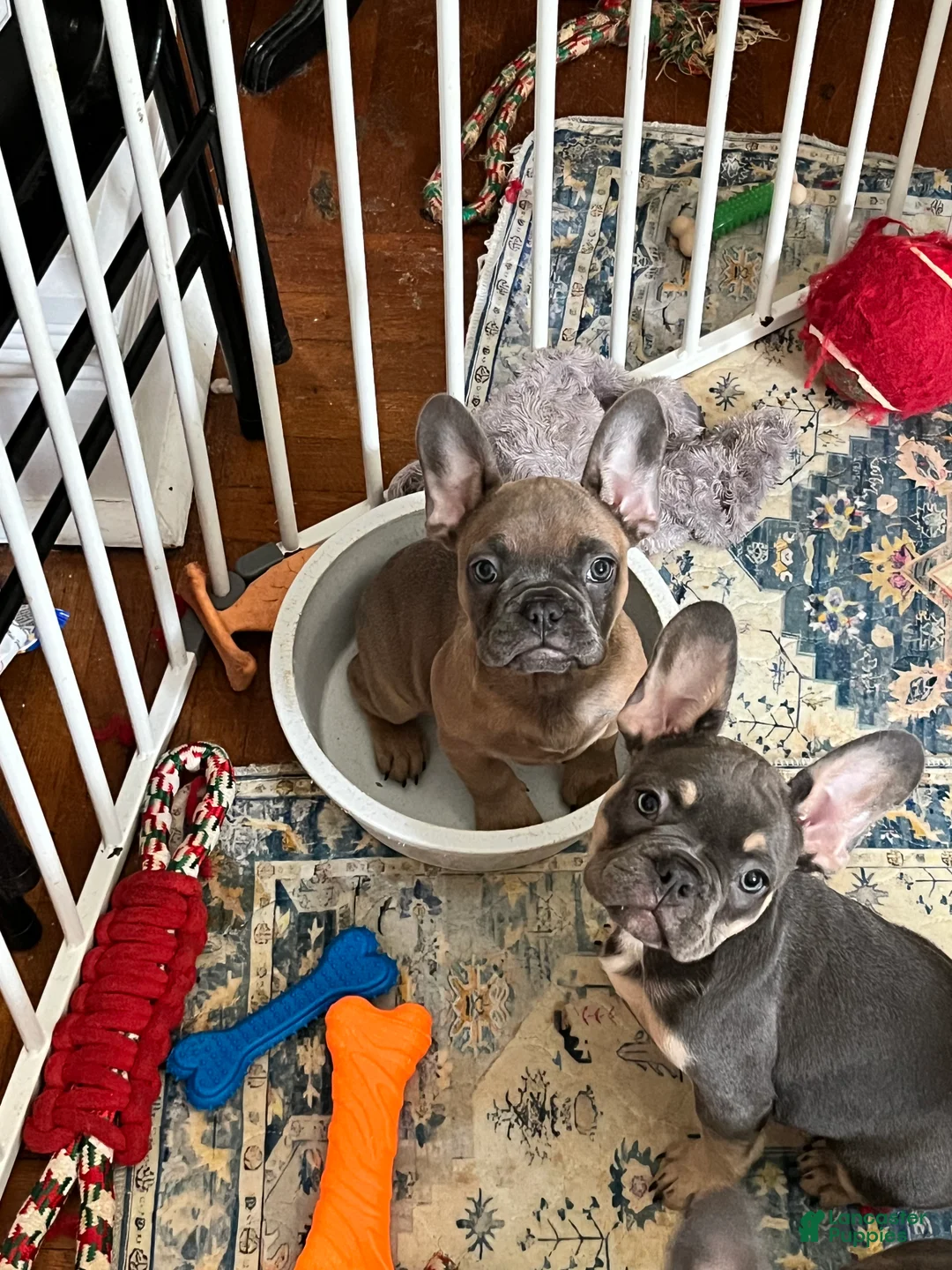 French Bulldog dogs for sale: French Bulldog Puppy 7 - Ad 2