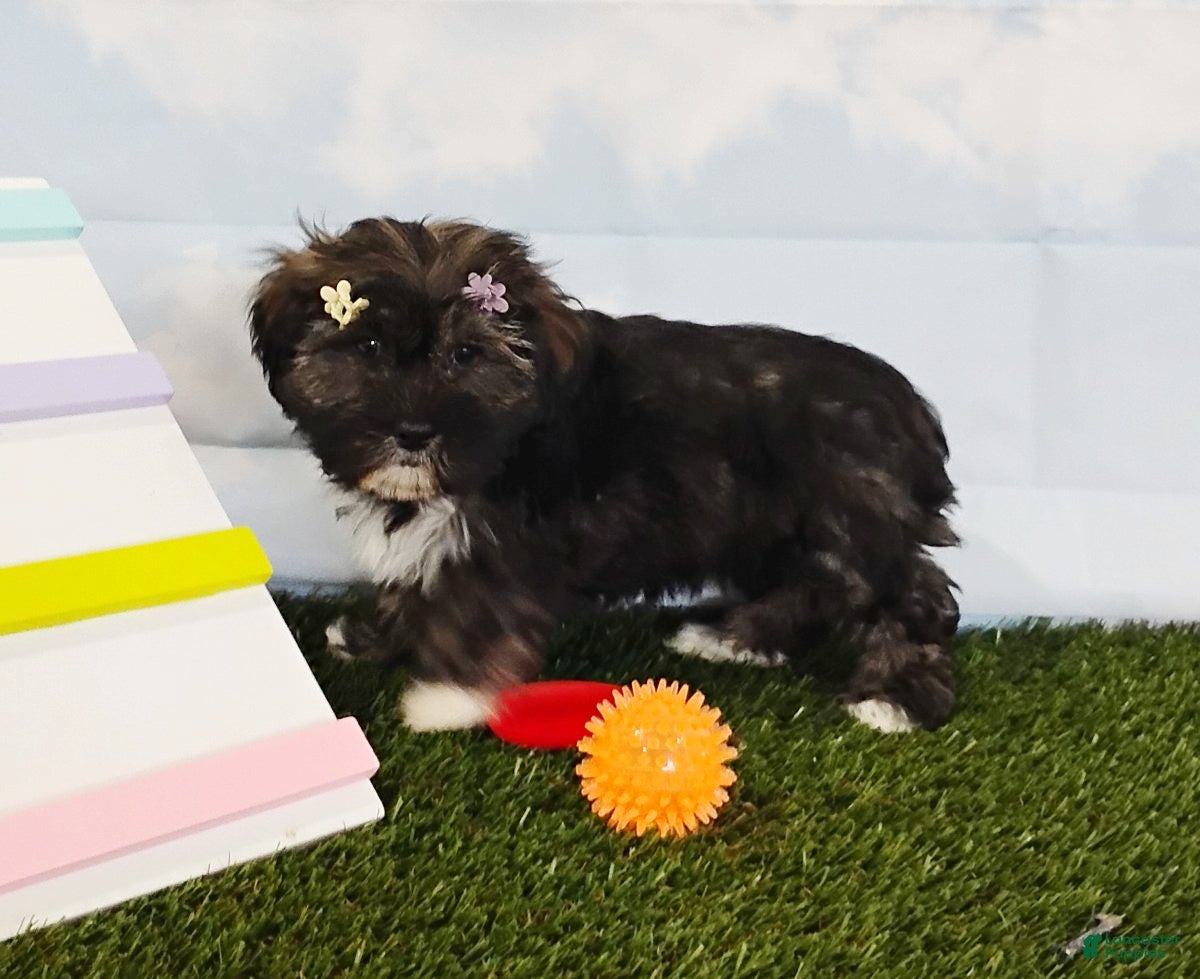 Mixed Breed dogs Elise - Ad 2