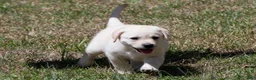 Labrador Retriever dogs for sale: Kyla - Ad 4