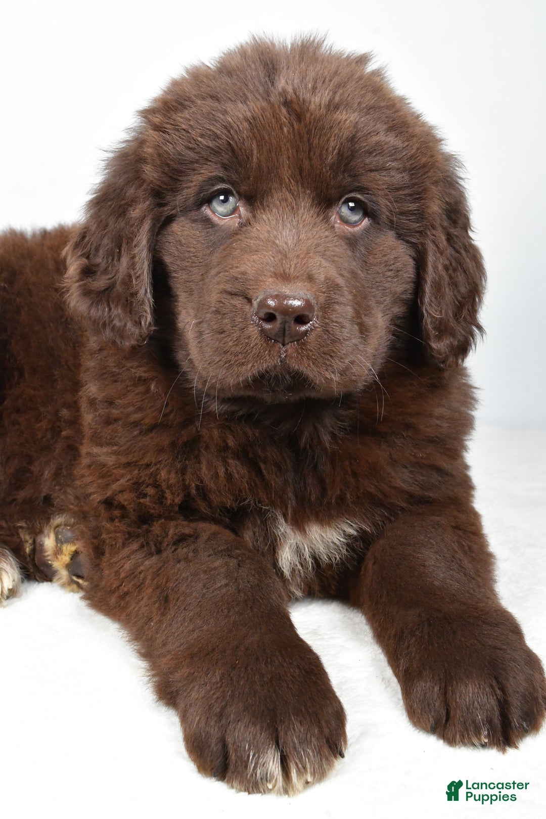 Newfoundland dogs for sale: Luna - Ad 8