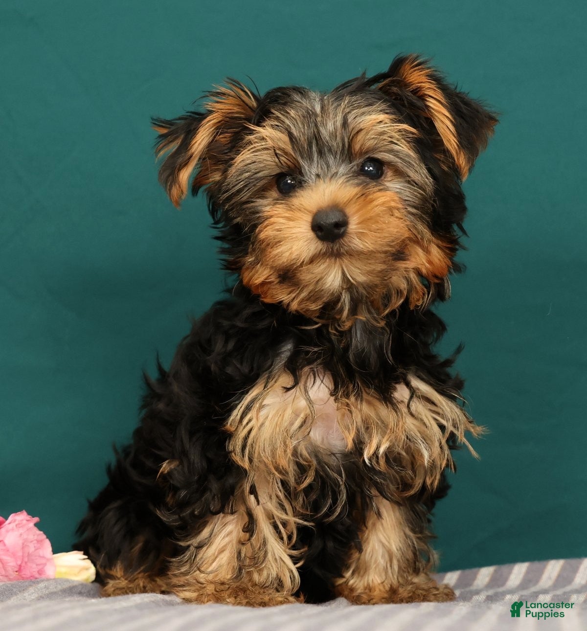 Yorkshire Terrier dogs Rose - Ad 1