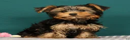 Yorkshire Terrier dogs for sale: Rose - Ad 1