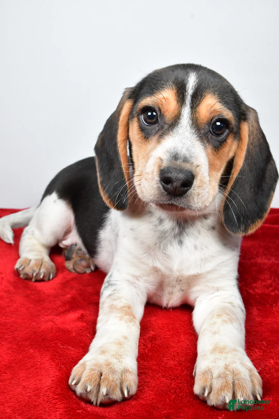 Beagle dogs for sale: Robert - Ad 4