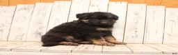 German Shepherd dogs for sale: Sasha - Ad 5