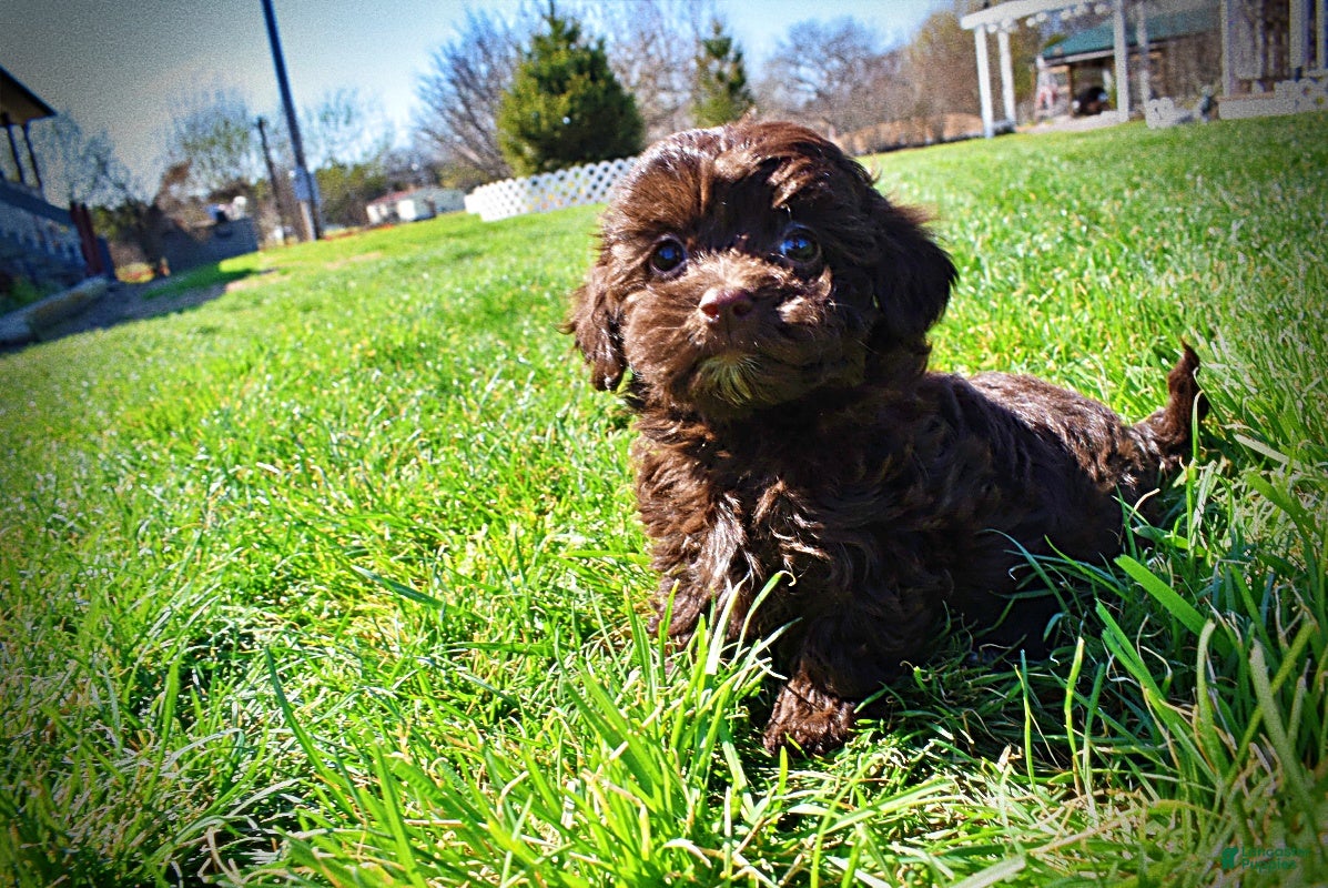 Havapoo dogs Lollipop - Ad 12