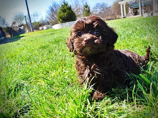 Havapoo dogs Lollipop - Ad 9