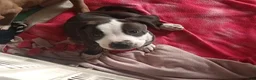 American Pit Bull Terrier dogs for sale: American Pit Bull Terrier 2 - Ad 2