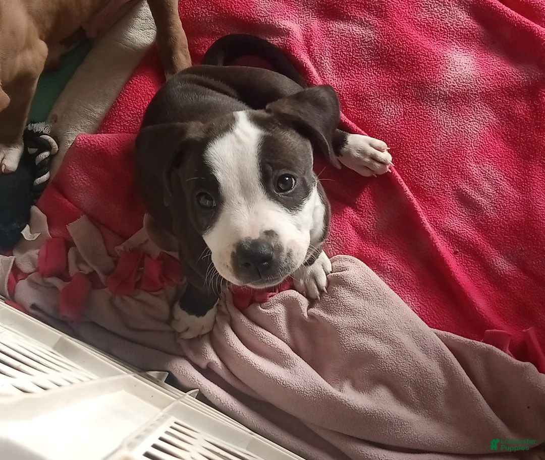 American Pit Bull Terrier dogs for sale: American Pit Bull Terrier 2 - Ad 2