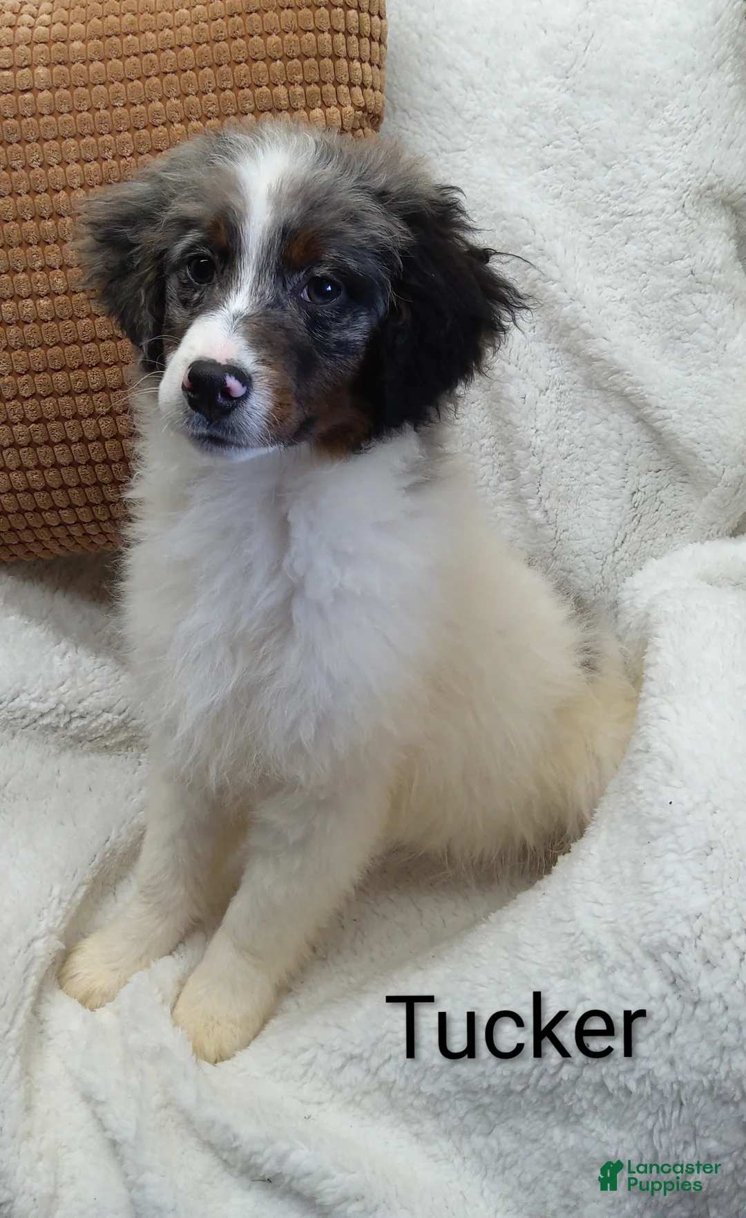 Mini Bernedoodle dogs for sale: Mini Bernedoodle Puppy 1 - Ad 3