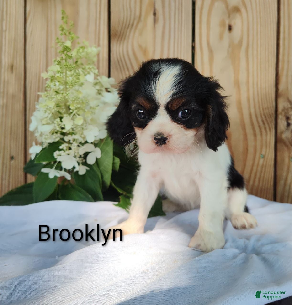Cavalier King Charles Spaniel dogs Brooklyn  - Ad 2