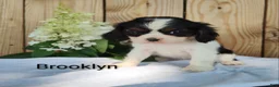 Cavalier King Charles Spaniel dogs for sale: Brooklyn  - Ad 2