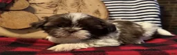 Shih Tzu dogs for sale: Yankee - Ad 1