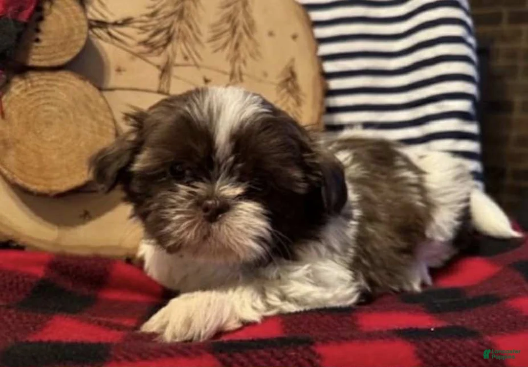 Shih Tzu dogs for sale: Yankee - Ad 1