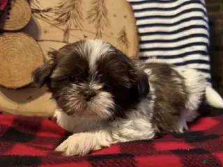 Shih Tzu dogs Yankee - Ad 2