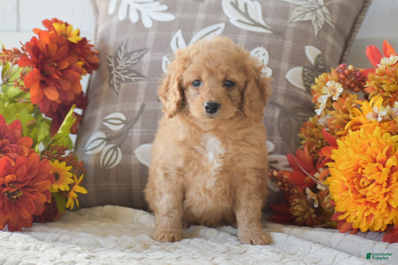 Cavapoo dogs Rihanna - Ad 27