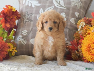 Cavapoo dogs Rihanna - Ad 9