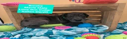Daniff dogs for sale: Smoke - Ad 3