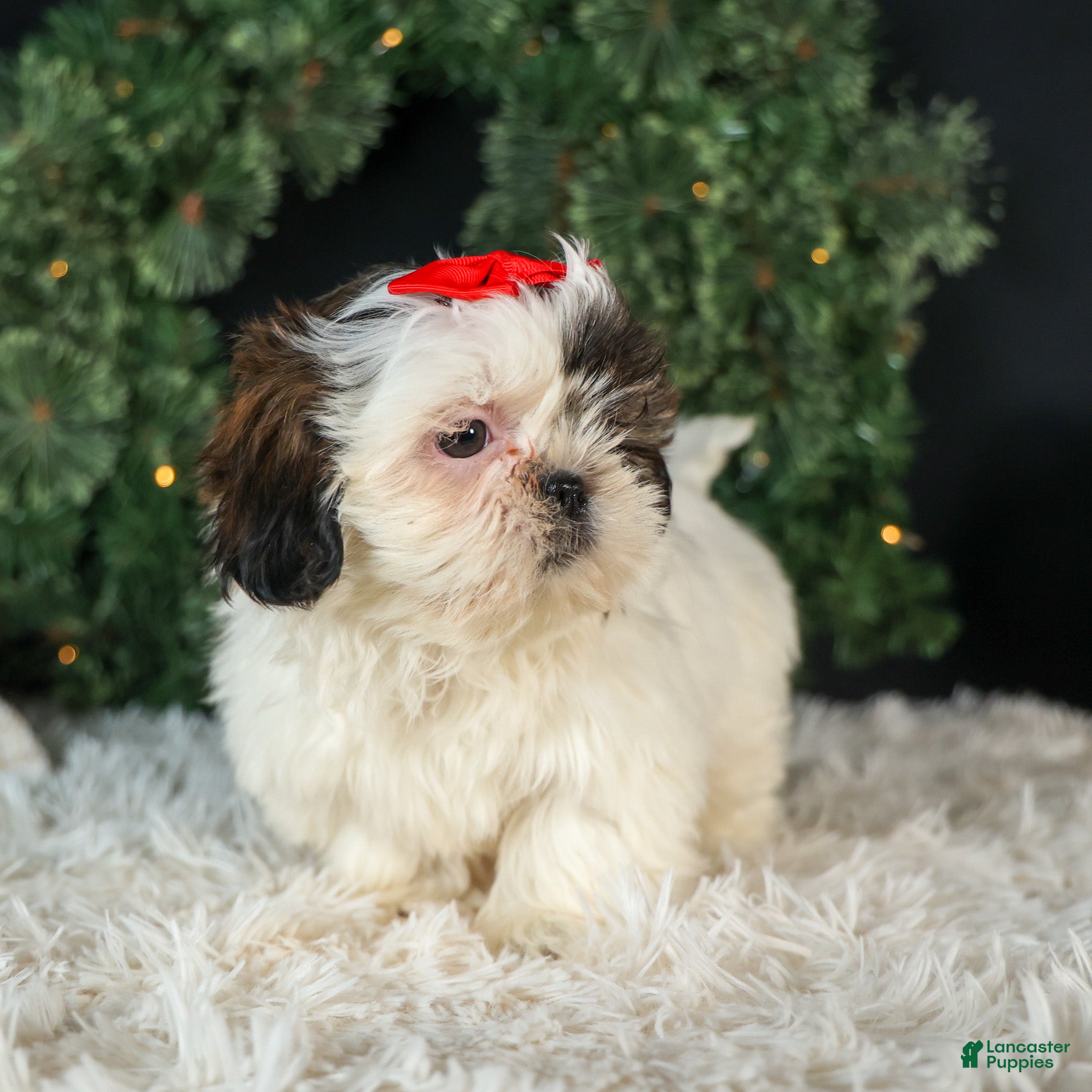 Shih Tzu dogs ROSIE - Ad 8