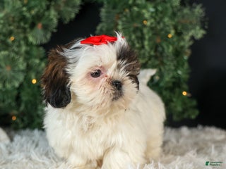 Shih Tzu dogs ROSIE - Ad 2