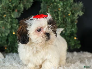 Shih Tzu dogs ROSIE - Ad 16