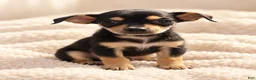 Chihuahua dogs for sale: Cici - Ad 1