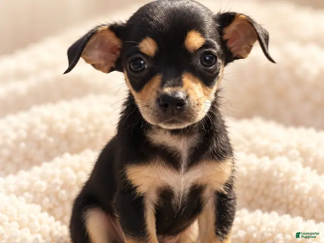 Chihuahua dogs for sale: Cici - Ad 1