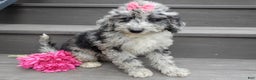 Sheepadoodle dogs for sale: Myla (medium) - Ad 6