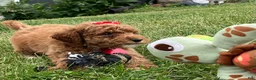 Miniature Poodle dogs for sale: Sugar - Ad 6