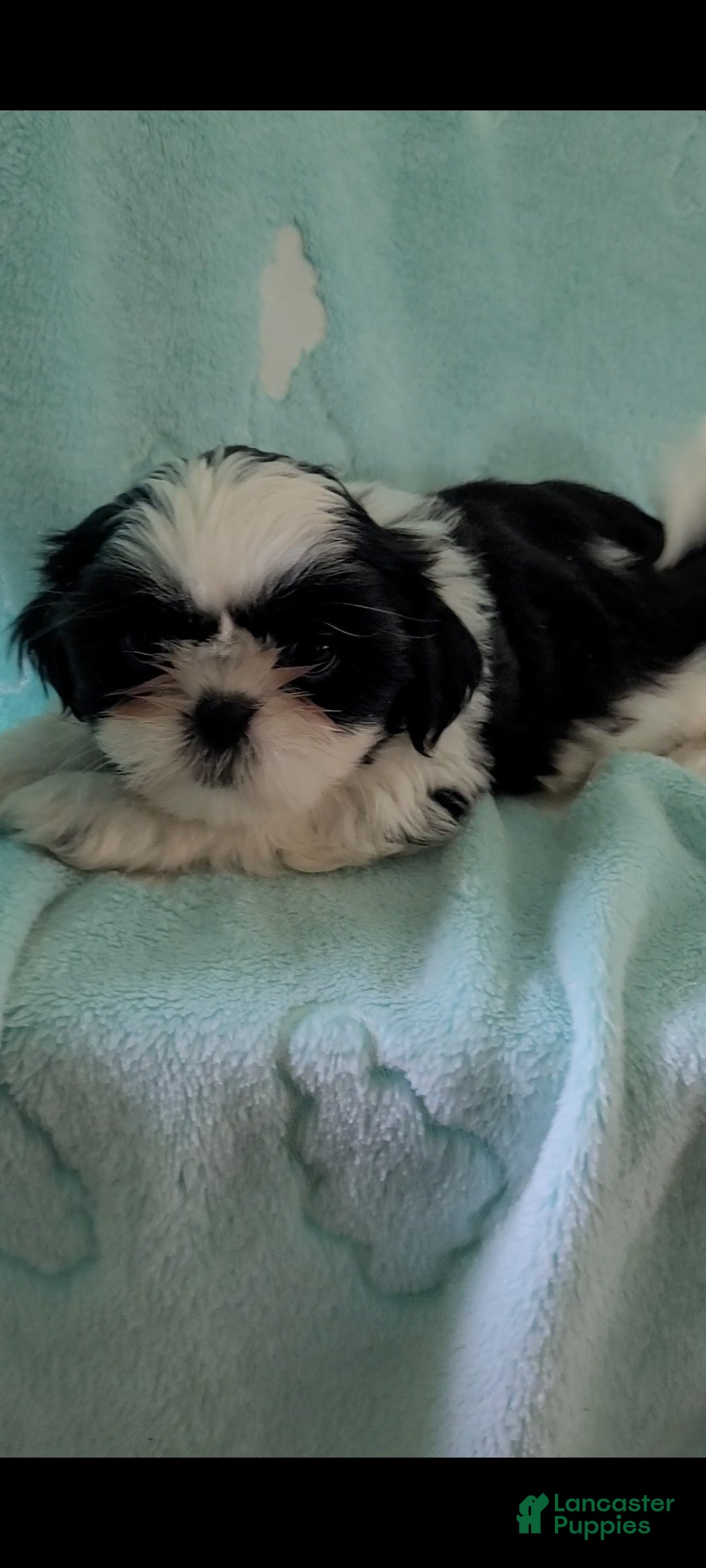 Shih Tzu dogs Cookie AKC - Ad 1