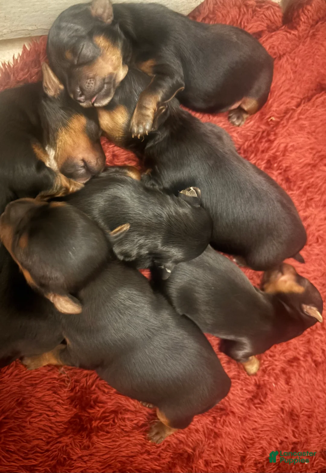 Yorkshire Terrier dogs for sale: Yorkshire Terrier 4 - Ad 1