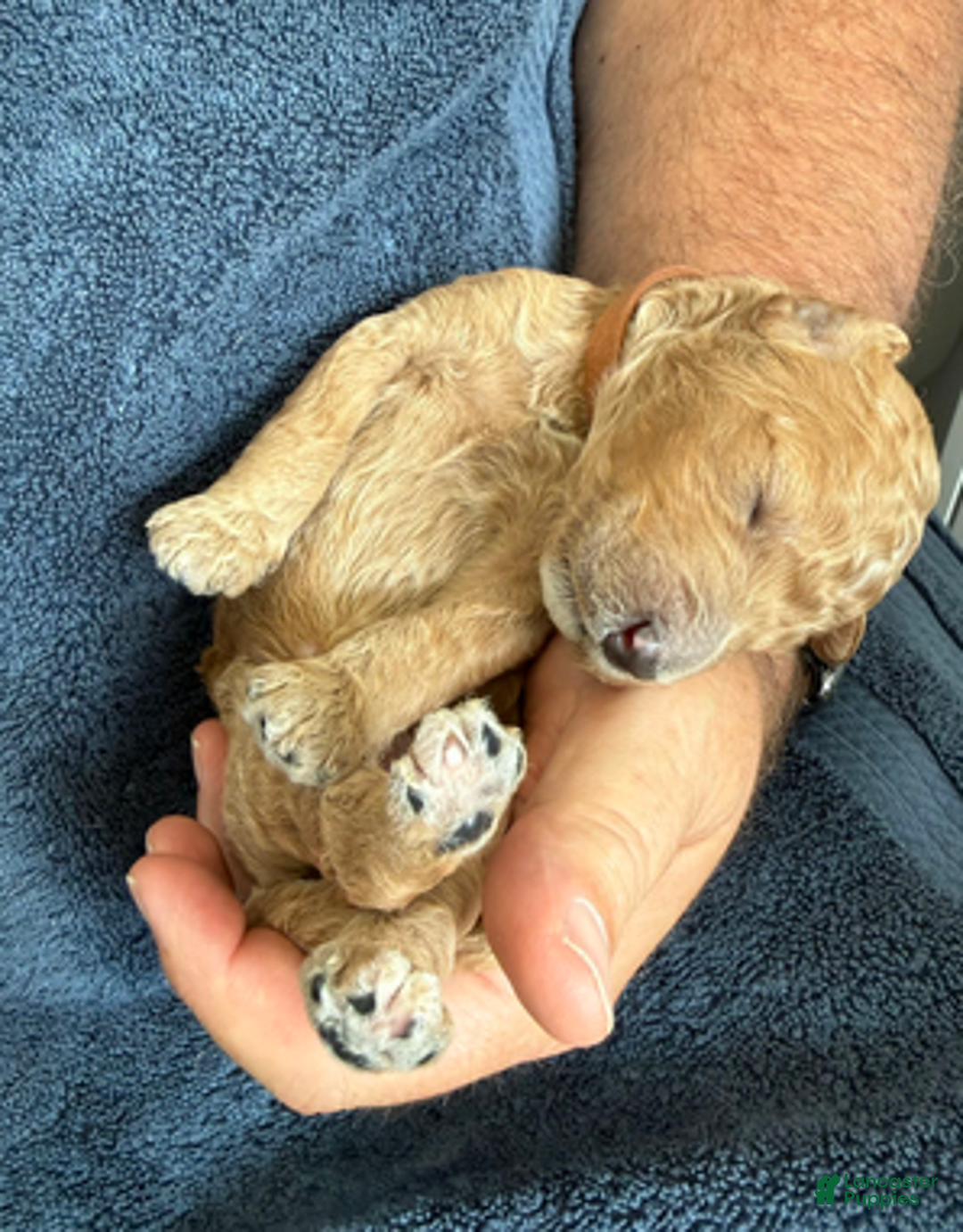 Goldendoodle dogs for sale: Male Brown Collar(Hulk) - Ad 3