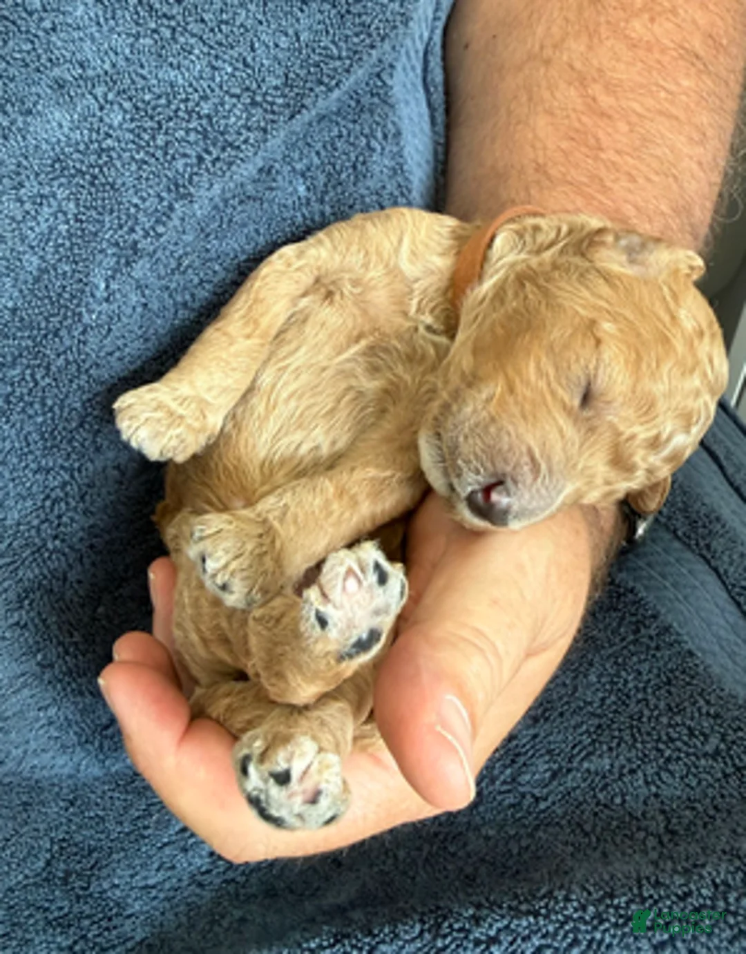 Goldendoodle dogs for sale: Male Brown Collar(Hulk) - Ad 3