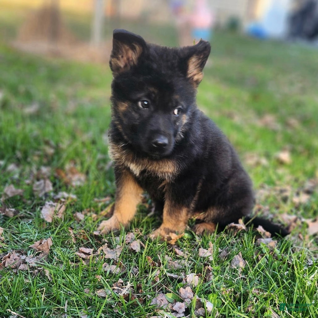 German Shepherd dogs TIO - Ad 2