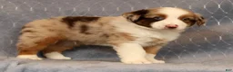 Miniature Australian Shepherd dogs for sale: Freddy - Ad 5