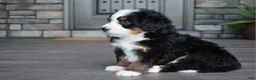 Mini Bernedoodle dogs for sale: Chip - Ad 6