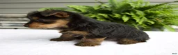 Yorkshire Terrier dogs for sale: Barbie - Ad 3