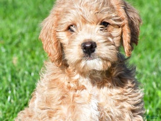 Mixed Breed dogs - Ad 14