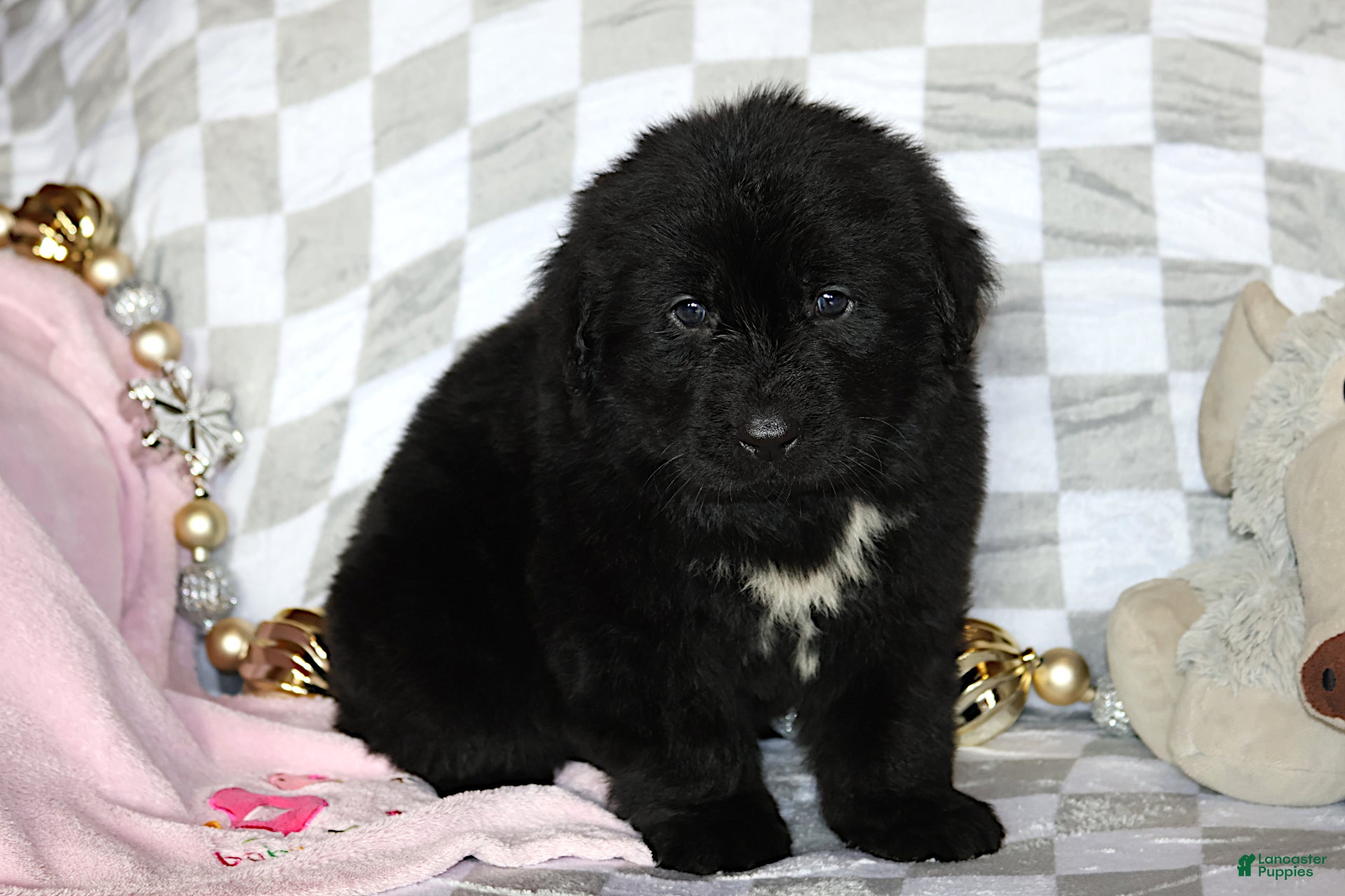 Newfoundland dogs Tanya - Ad 9