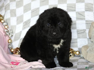 Newfoundland dogs Tanya - Ad 15
