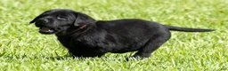 Labrador Retriever dogs for sale: Ethan - Ad 2